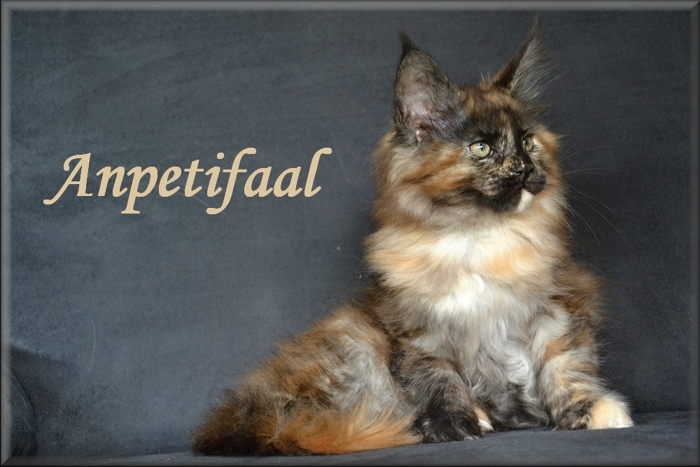 Anpetifaal